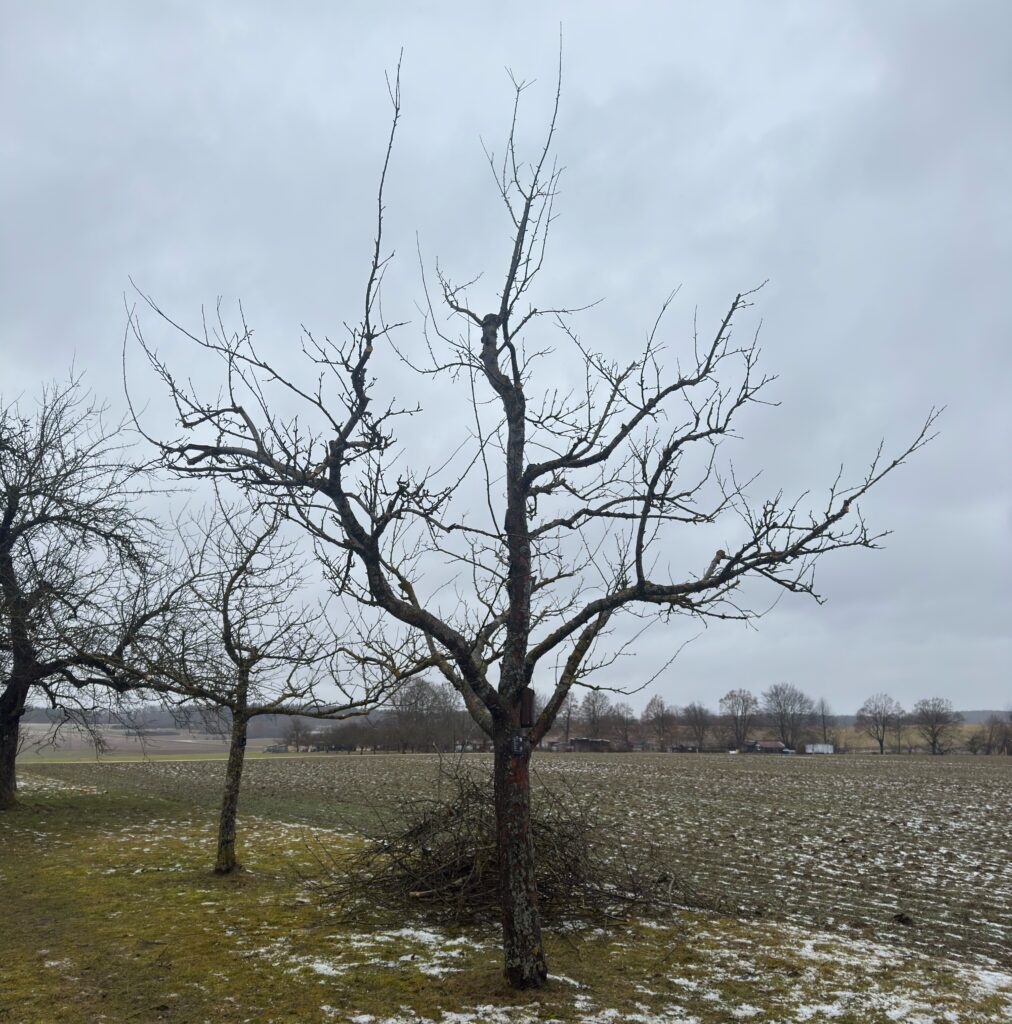 Obstbaumschnitt nach Öschbergkrone in Ulm