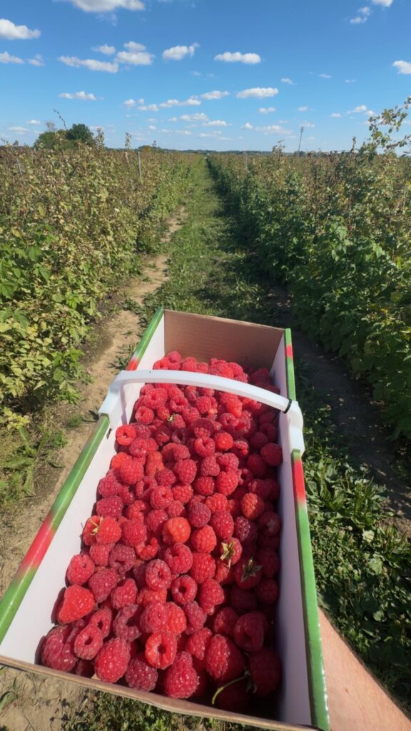 Himbeeren pflücken in Neu-Ulm