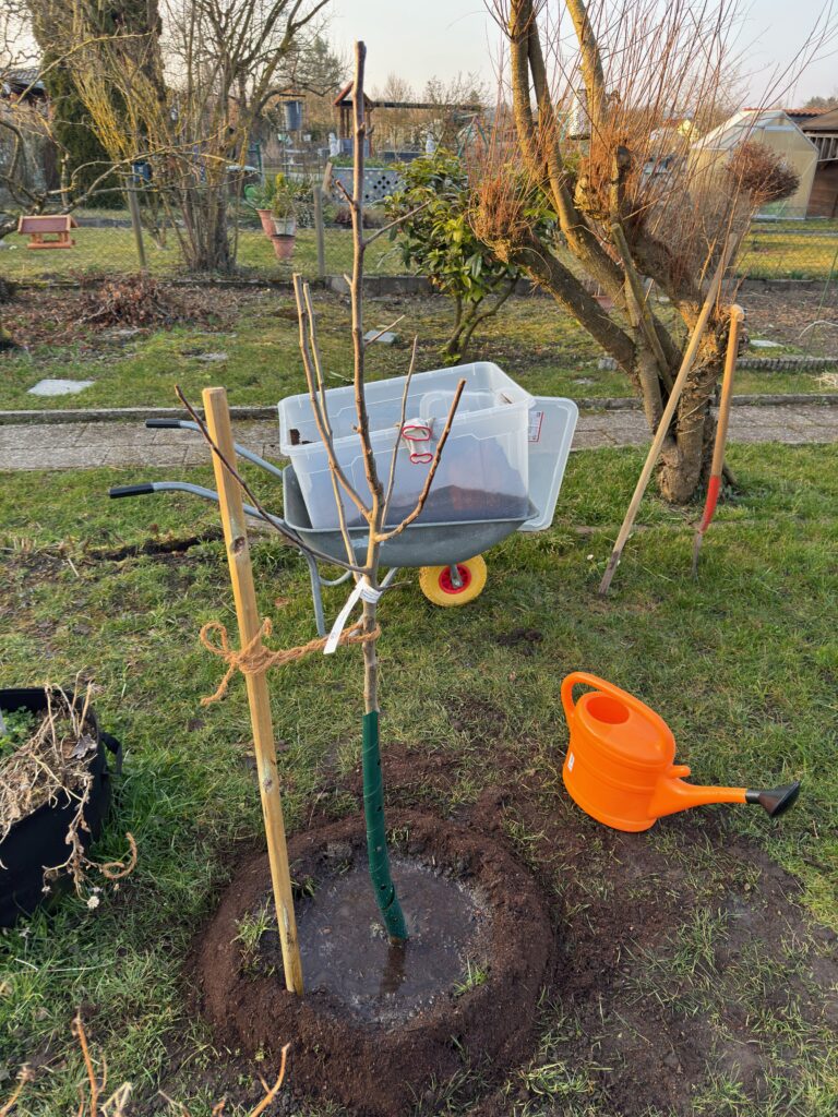Fachmännisch gepflanzter Obstbaum mit Gießring, Pfahl und Acht-Schling aus Kokosfaser